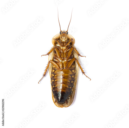 Cockroachs or Blaptica dubia (Blattodea) on a white background photo