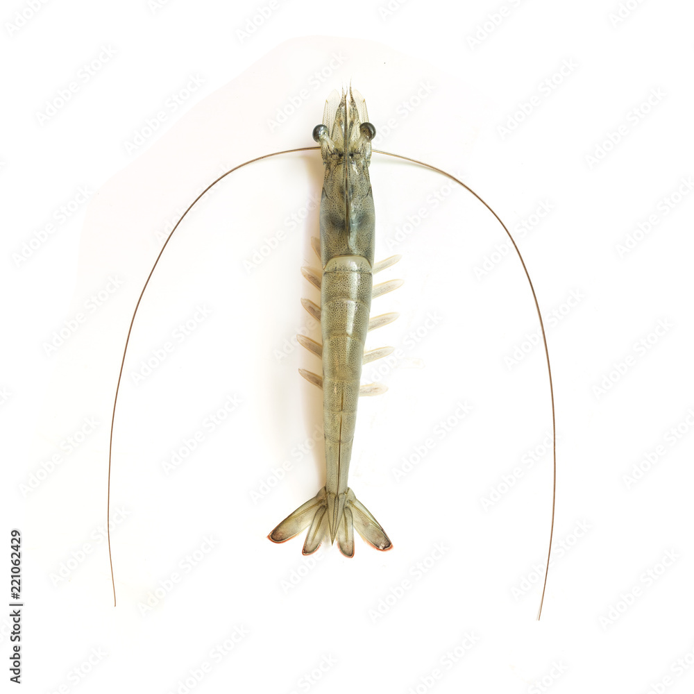 Fresh banana shrimp isolated on white background, Fenneropenaeus merguiensis  (Penaeus merguiensis) 