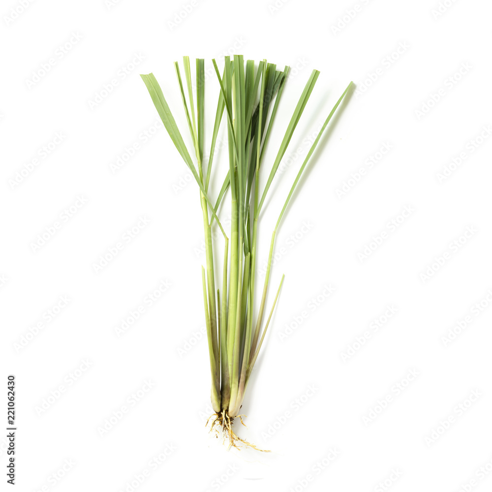 Lemongrass herb on white background Lemongrass herb on white background