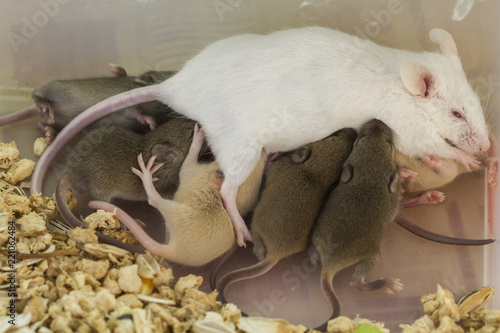 Mother fancy mice (Mus Musculus) is feeding her baby