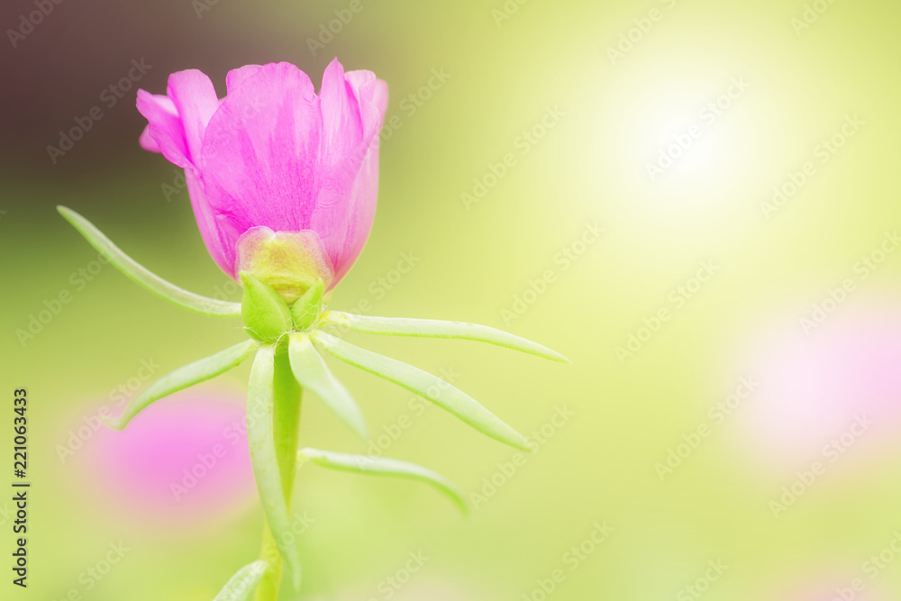 Common purslane flower in the garden