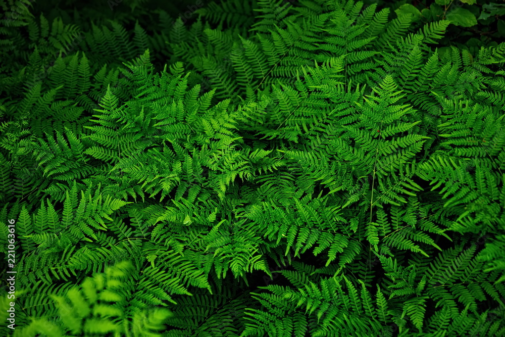Fern plant. Green nature wealth