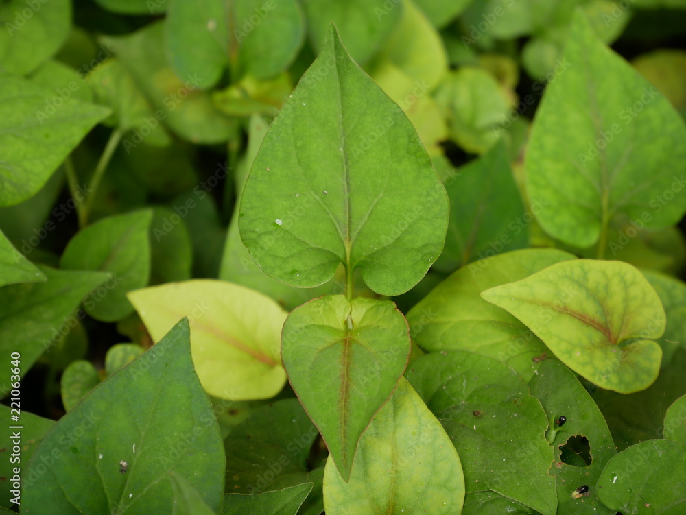 green leaf in nature background,plant green leaf in nature background,plant