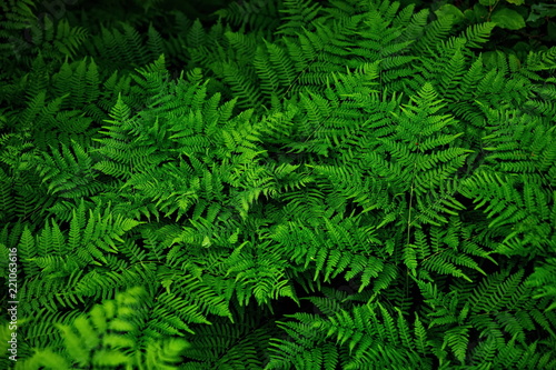 Fern plant. Green nature wealth