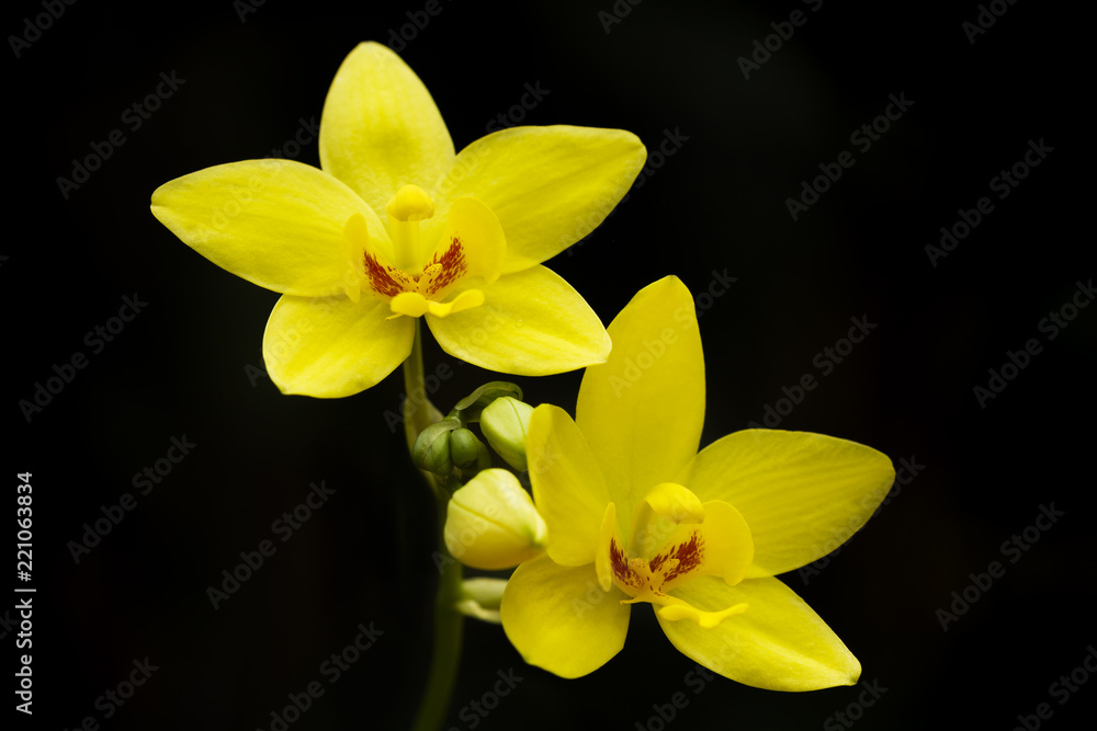 Orchid petals,Orchids blooming in the garden Orchid petals,Orchids blooming in the garden