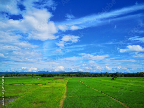 Beautiful green paddy field and blue sky, Nature background. © ketsiam