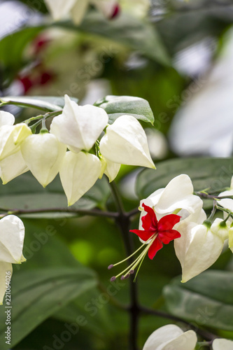 Close-up of a Clerodendrum thomsoniae or Clerodendrum bleeding heart flower on a natural blurred background photo