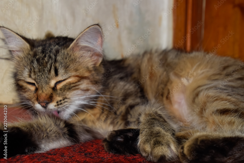 The striped cat licked and washed. Domestic cat The striped cat licked and washed. Domestic cat