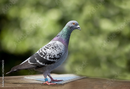 close up full body of speed racing pigeon
