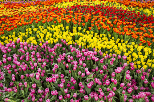 Fresh colorful tulips in warm sunlight