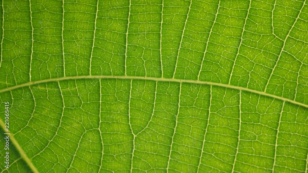Macro shot of green leafs and plants been analyzed Macro shot of green leafs and plants been analyzed