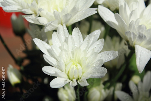 Fototapeta Naklejka Na Ścianę i Meble -  closeup white flowers