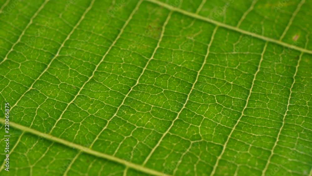 Macro shot of green leafs and plants been analyzed Macro shot of green leafs and plants been analyzed