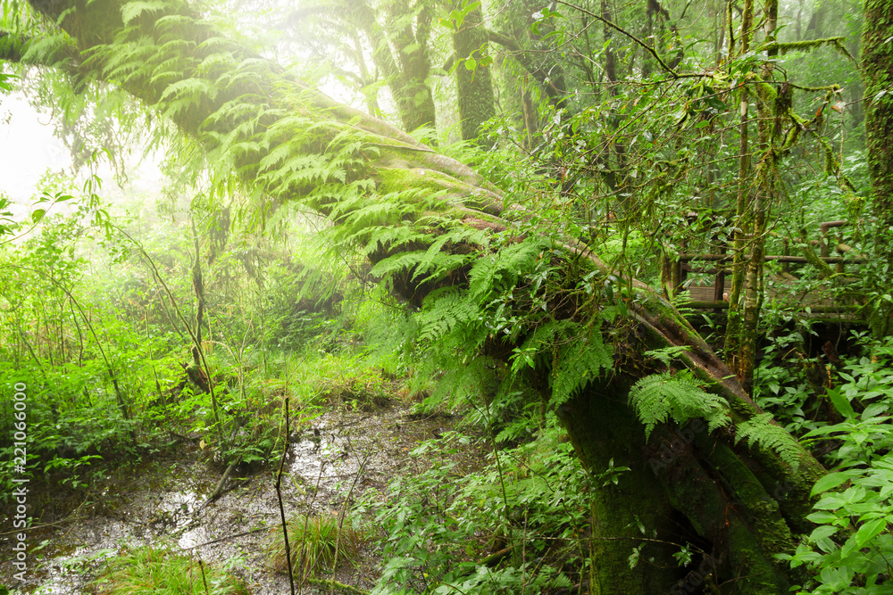 Green jungle or Tree rain forest of ang ka trail in doi inthanon national park, Chiang Mai, Thailand Green jungle or Tree rain forest of ang ka trail in doi inthanon national park, Chiang Mai, Thailand