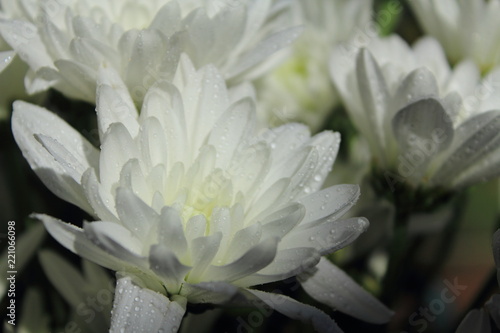 Fototapeta Naklejka Na Ścianę i Meble -  closeup white flowers