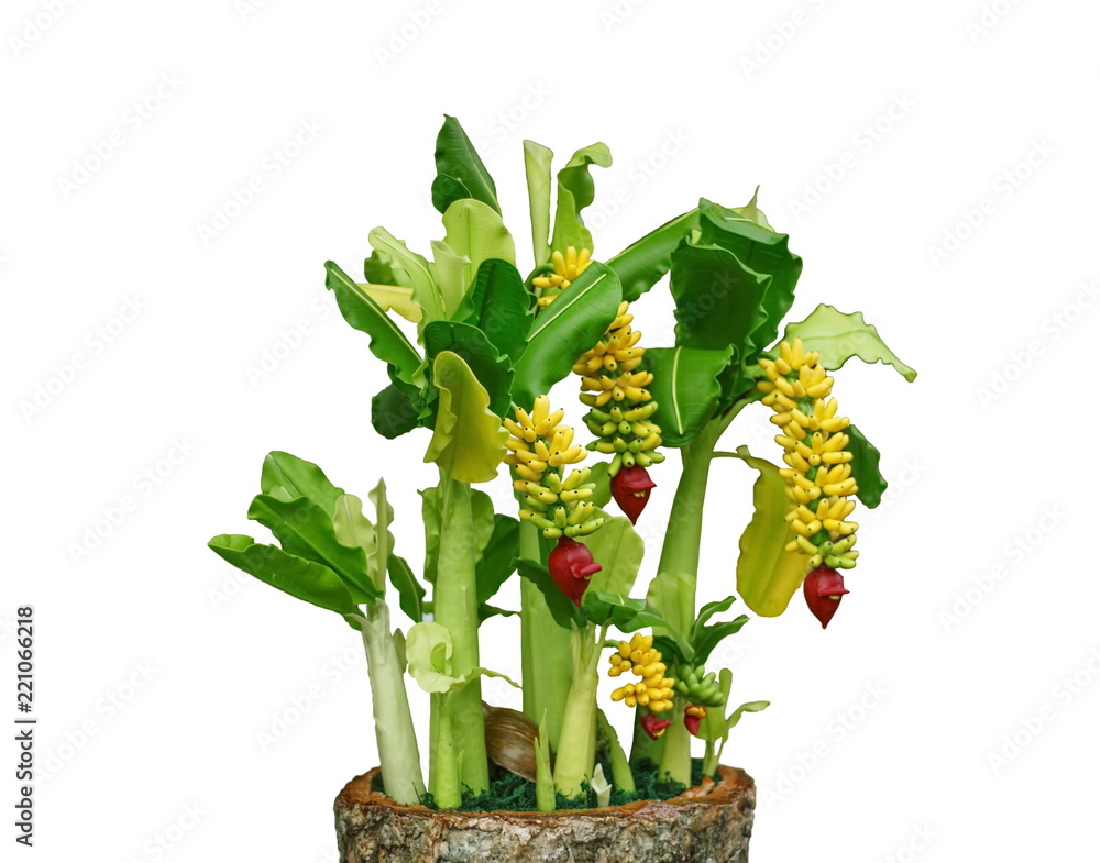 Obraz premium The banana is with the trunk, is a handmade artifact, on a white background.