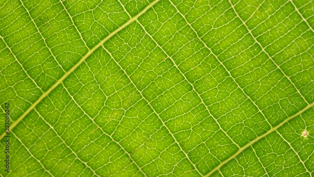 Macro shot of green leafs and plants been analyzed Macro shot of green leafs and plants been analyzed