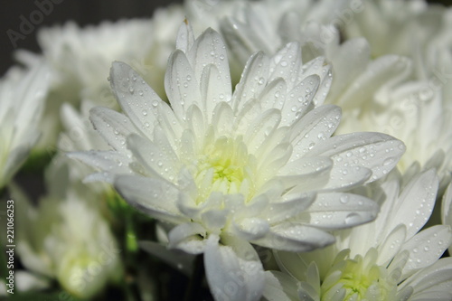 Fototapeta Naklejka Na Ścianę i Meble -  closeup white flowers