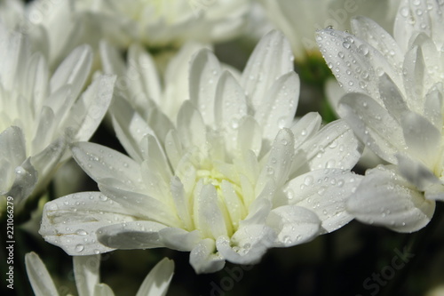 Fototapeta Naklejka Na Ścianę i Meble -  closeup white flowers