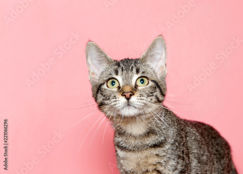 Portrait of an adorable tabby kitten with yellow eyes looking up above viewer to viewers left, pink background with copy space.