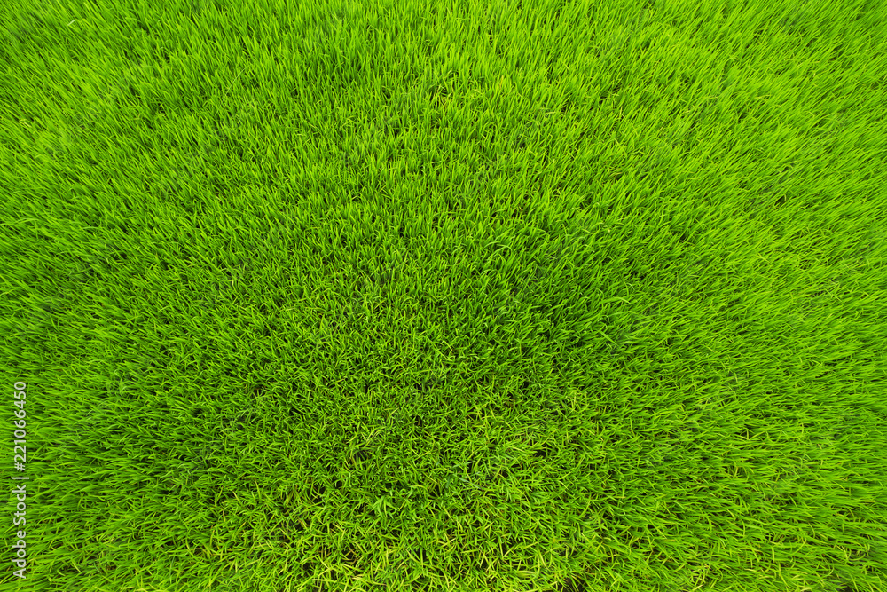 Fresh grass texture Fresh grass texture