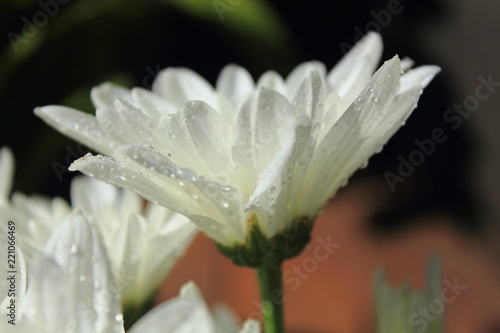 Fototapeta Naklejka Na Ścianę i Meble -  closeup white flowers
