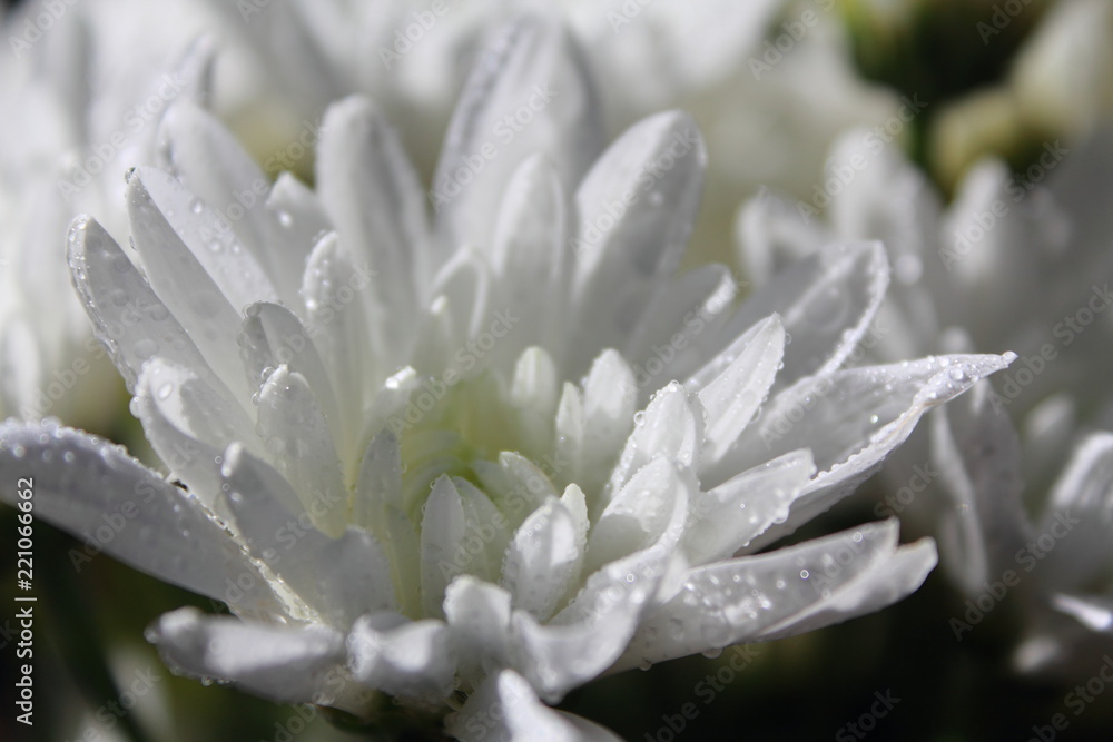 Fototapeta premium closeup white flowers
