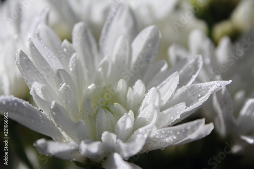 Fototapeta Naklejka Na Ścianę i Meble -  closeup white flowers