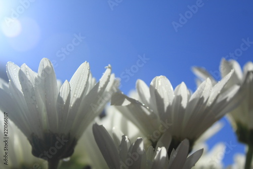 Fototapeta Naklejka Na Ścianę i Meble -  closeup white flowers