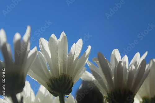 Fototapeta Naklejka Na Ścianę i Meble -  closeup white flowers