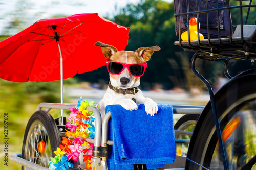 dog on a bike trailer on summer vacation © Javier brosch