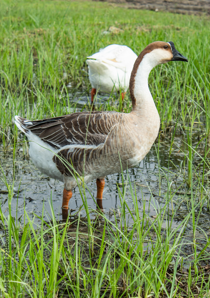 Obraz premium Goose on the grass in the water.