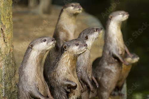Cute animal world,Small-clawed Otter (Amblonyx cinereus), Aonyx cinerea or Asian small-clawed otter
