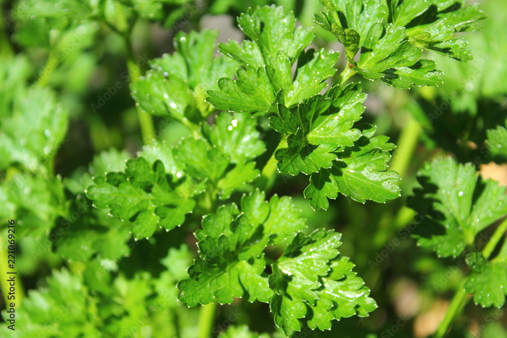 closeup Parsley plant closeup Parsley plant