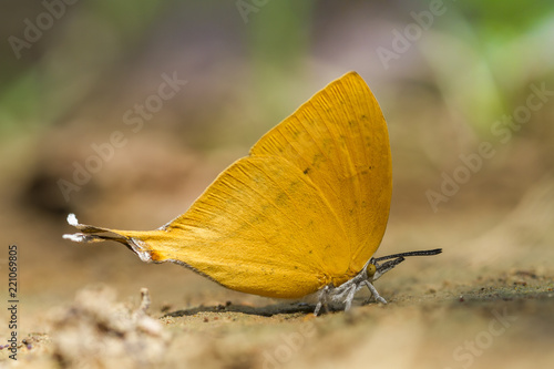 Butterfly in nature,Common Yamfly (Loxura atymnus Fruhstorfer) photo