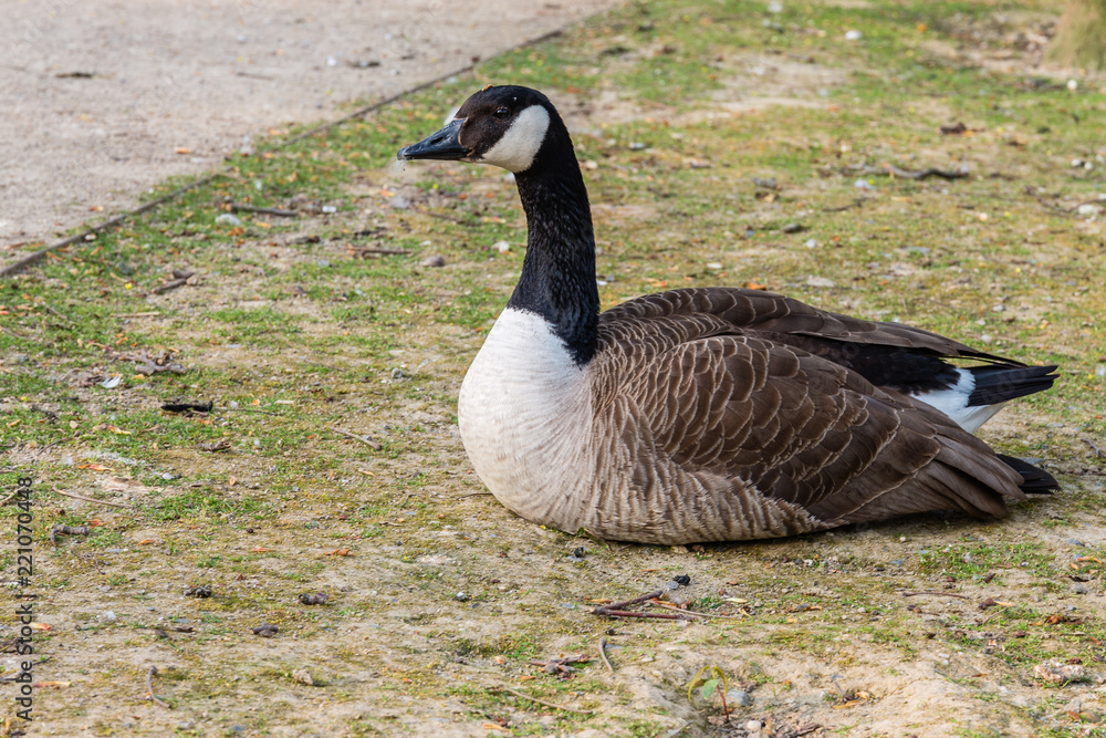 Canadian goose Canadian goose