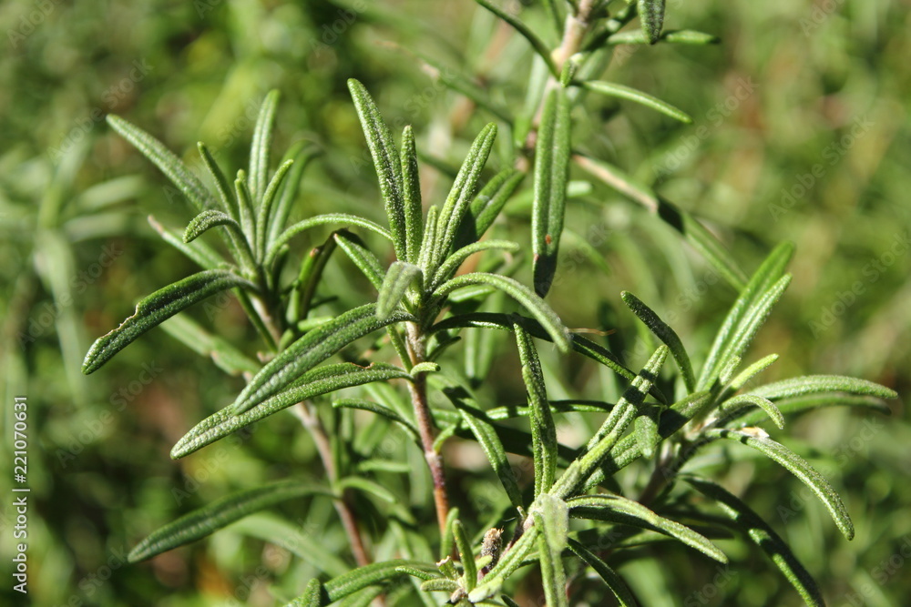 closeup Rosemary plant
