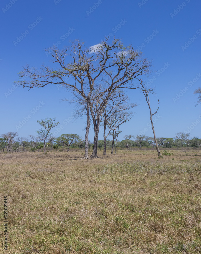 Obraz premium beautiful tree in beautiful landscape