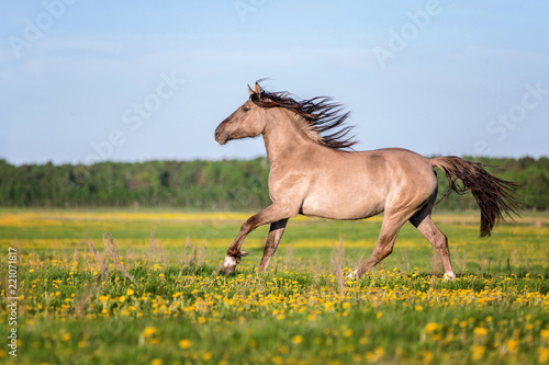 Horse at full gallop running on the summer meadow.