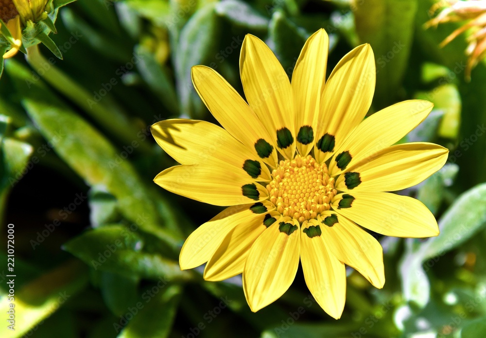 Obraz premium YELLOW FLOWER IN THE GARDEN