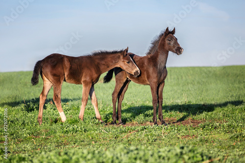 Two foals playing on the pasture.