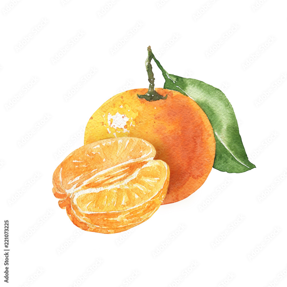 Hand drawn watercolor tangerine illustration isolated on white