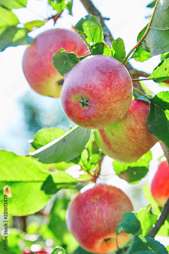 Fresh, natural, juicy apples. Apples on a branch on a tree. Apple orchard. Eco-friendly product Fresh, natural, juicy apples. Apples on a branch on a tree. Apple orchard. Eco-friendly product