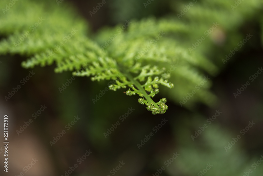 The tip of an isolated fern frond shot with shallow depth of field. The tip of an isolated fern frond shot with shallow depth of field.