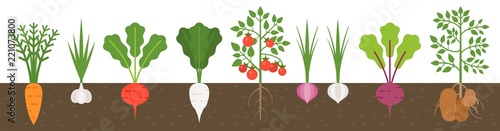 vegetable with root in soil texture, flat design photo