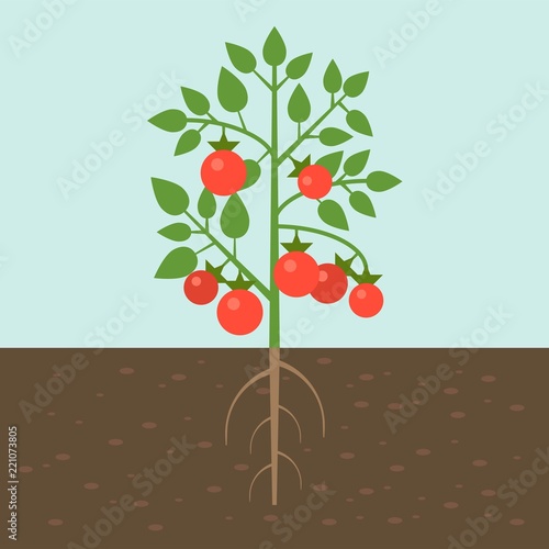 tomato plants, vegetable with root in soil texture, flat design