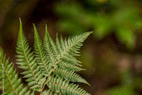 The tip of an isolated fern frond shot with shallow depth of field. 