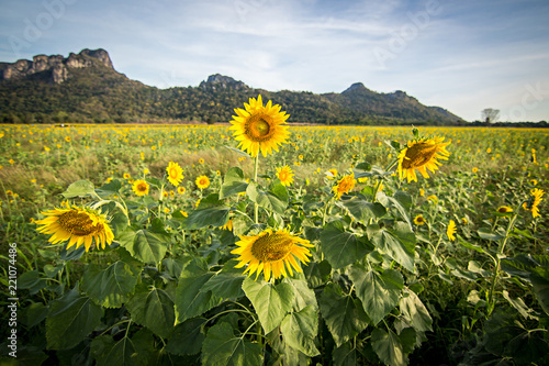Sunflower  sunflower field winter in Asia  Thailand  province Lopburi