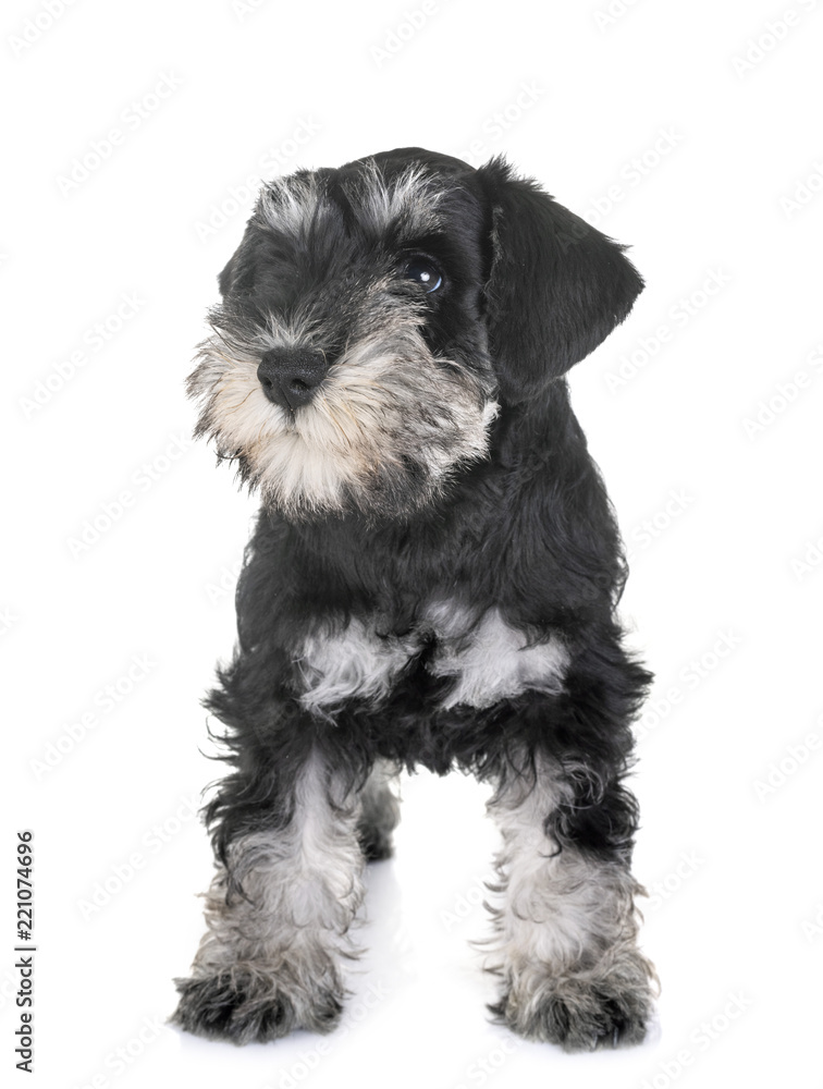 puppy miniature schnauzer