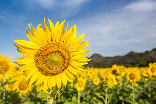 Sunflower, sunflower field,winter in Asia, Thailand, province Lopburi